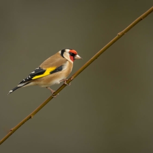 Redwell   26 1 2017 (67 Of 156).jpg